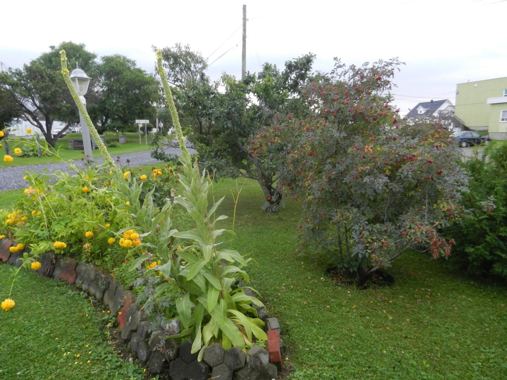 Gite La Ptite Falaise Hebergement Touristique Sainte Anne-des-Chênes Rum bild